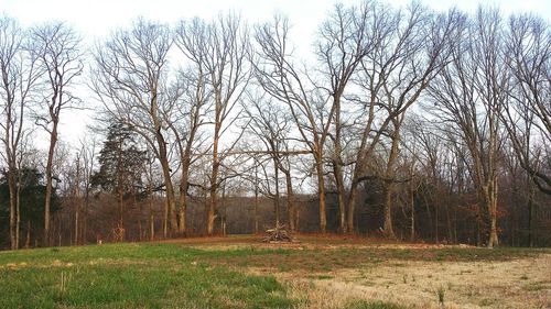 Bare trees on field in forest