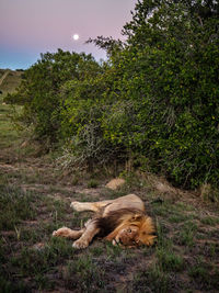 Close-up of lion lying at field