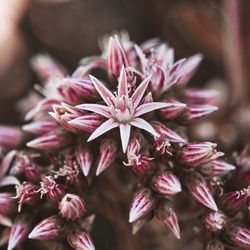 Close-up of pink flowering plant