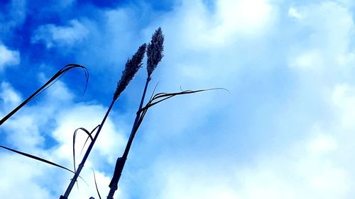 Low angle view of stalks against blue sky