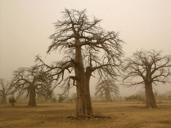 Bare tree on field against sky