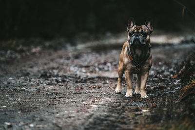 Close-up of dog walking on road