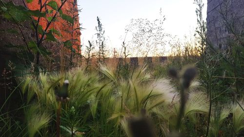 Plants growing on field against sky