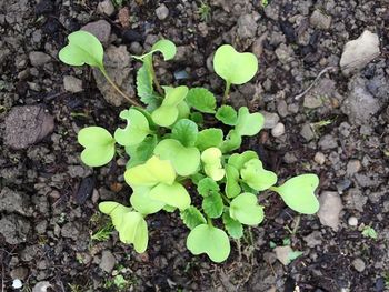 Plants growing in pond