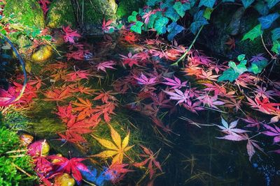 High angle view of maple leaves