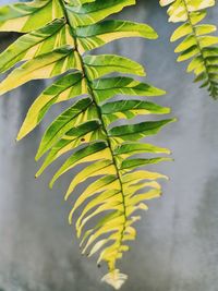 Close-up of yellow leaves