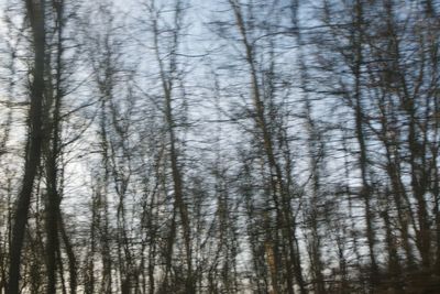 Bare trees in forest