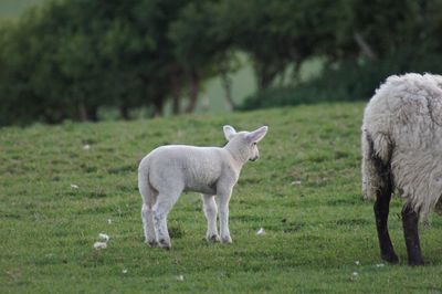 Sheep grazing in a field