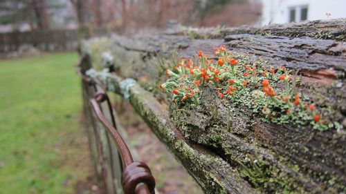 Close-up of tree trunk