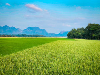 Scenic view of field against sky