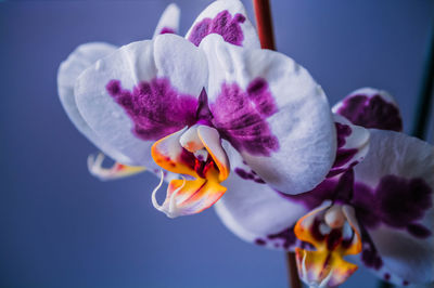 Close-up of purple flowering plant