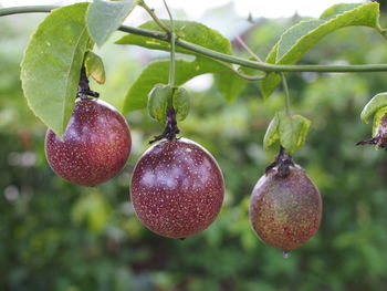 Close-up of fruits hanging on tree