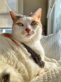 Portrait of a cat on bed at home