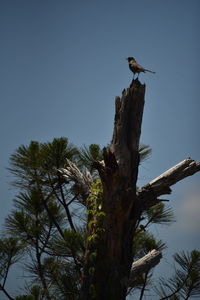 Low angle view of bird perching on tree against sky