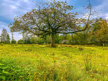 Trees on field against sky