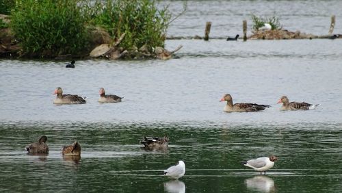 Ducks swimming in lake