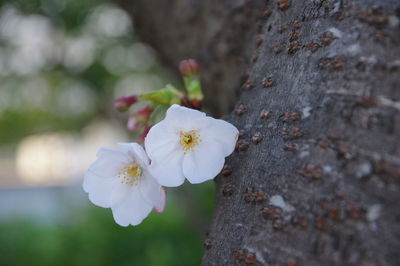 Close-up of white cherry blossom flower tree