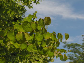 Low angle view of green leaves against sky