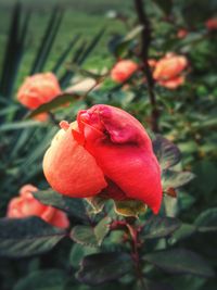 Close-up of pink rose