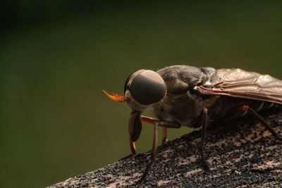 Close-up of insect on rock