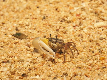 Close-up of crab on sand