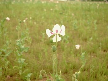 Close-up of white flowering plants on field