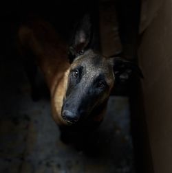 Close-up portrait of dog at home