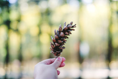 Close-up of hand holding plant