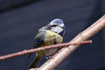 Close-up of bird perching on branch