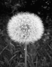 Close-up of dandelion on field