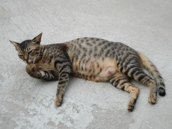 High angle view of cat resting