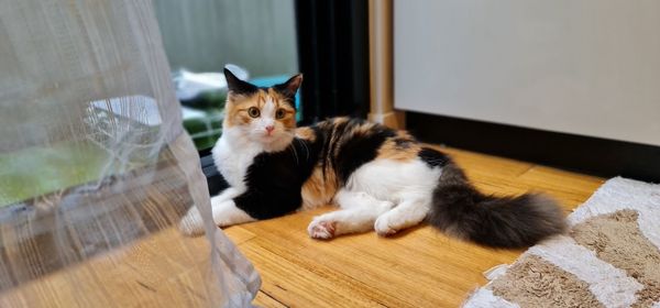 Portrait of cat sitting on floor at home