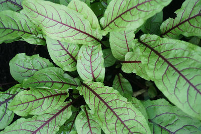 Close-up of leaves