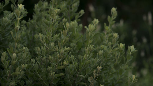 Close-up of plants growing in field