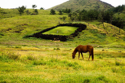 Horse grazing in a field