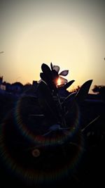 Close-up of flower against sky during sunset