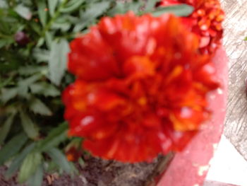 Close-up of red flowering plant