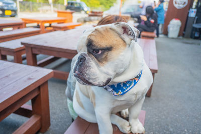 Dog sitting on chair in street