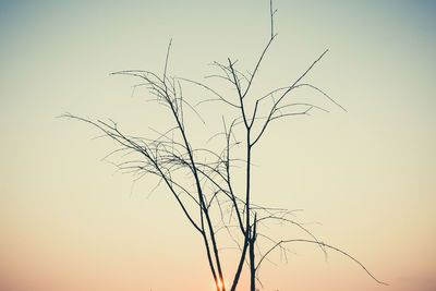 Low angle view of bare tree against sky during sunset