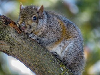 Close-up of squirrel on tree