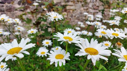 Close-up of white daisy flowers on field