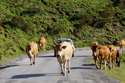 Cows on road