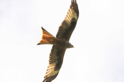 Low angle view of bird flying in sky