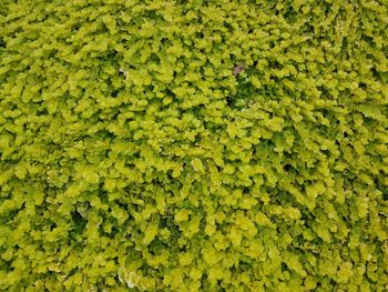 Full frame of green leaves