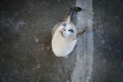 High angle view of cat looking up