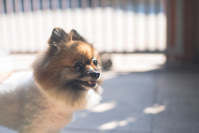 Close-up of dog