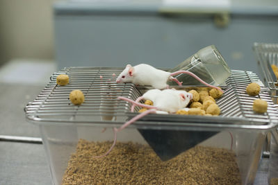 Close-up of rat on table lab