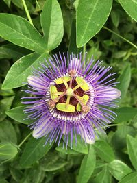 Close-up of purple flower