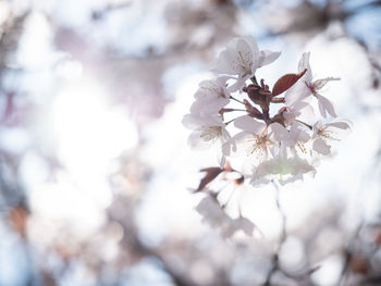 Close-up of cherry blossom on tree