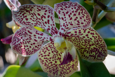 Close-up of orchid blooming outdoors